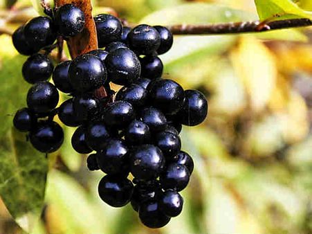 ৫. কালোজাম: