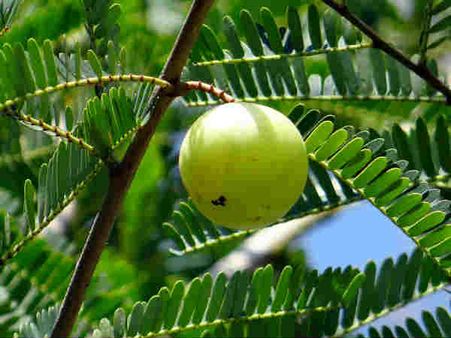 ৪. আমলকি: