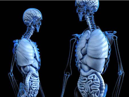 ৫. হজমের রোগ সেরে যায়: