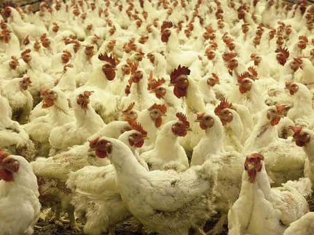 তবে দোষটা শুধু পোলট্রি ফার্মের নয়: