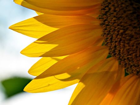 ৫. থাইরয়েড রোগের চিকিৎসায় কাজে আসে: