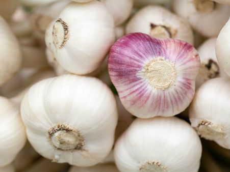 ১৫. রসুন: