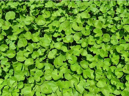 ৪. ব্রাহ্মি শাক: