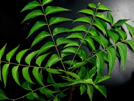 ৫. হজম ক্ষমতার উন্নতি ঘটায়: