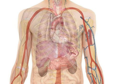 ৫. হজম ক্ষমতার উন্নতি ঘটায়: