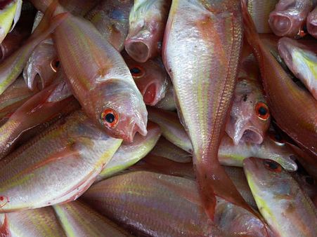 ভিটামিন বি: