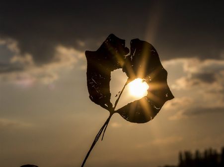 ৬. হার্টের স্বাস্থ্যের উন্নতি ঘটে: