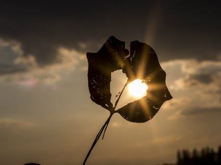 ৩. হার্টের ক্ষতি হওয়ার আশঙ্কা কমে: