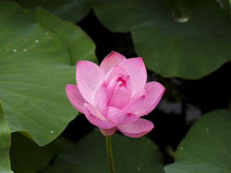 ৩. নারকেল নয়তো পদ্ম: