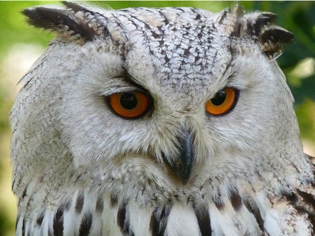 ১. প্যাঁচার ঘোরাঘোরি: