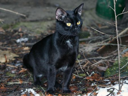 বছরে তিনবার হয় এমন ঘটনা: