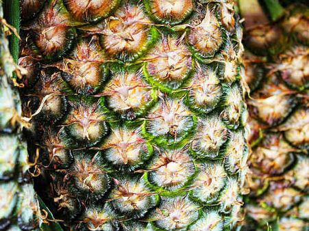 ৬. হাড়ের স্বাস্থ্যের উন্নতি ঘটায়: