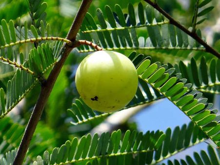 ৭. আমলকি: