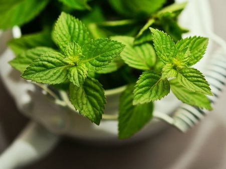 ৬. পিপারমেন্ট পাতা: