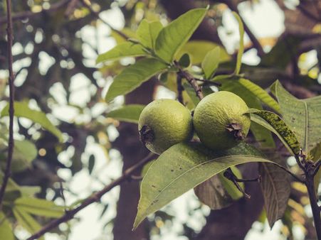 ৩. পেয়ারা পাতা: