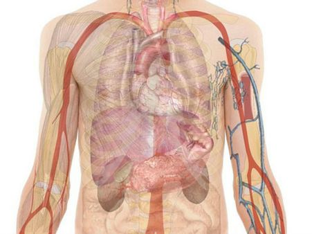 ৫. লিভারের কর্মক্ষমতা বাড়ায়: