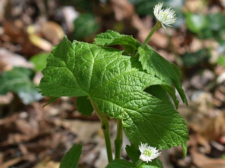 ৪. গোল্ডেনসিল: