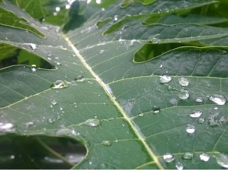 ২. পেঁপে পাতা: