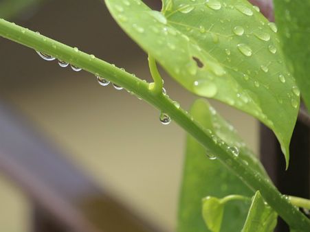 ১. গুলঞ্চ: