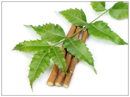 ৪. নিমের দাতন দিয়ে দাঁত মাজুন: