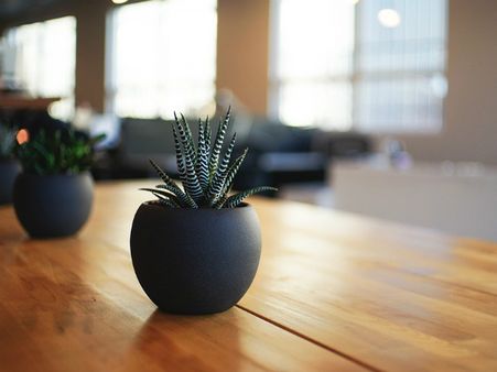 ৩. ঘরের ভিতরে গাছ রাখুন: