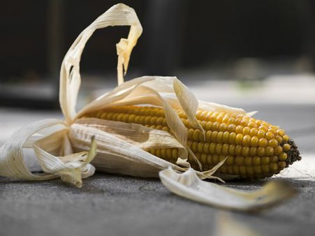 ৩. প্রোটিন: