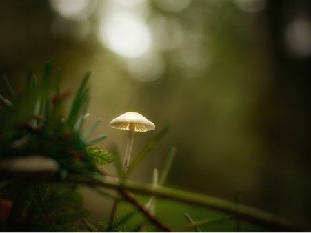 ১. খারাপ কোলেস্টেরলের মাত্রা কমায়: