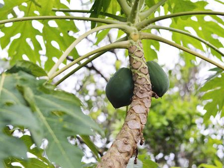 ১. পেঁপে পাতা: