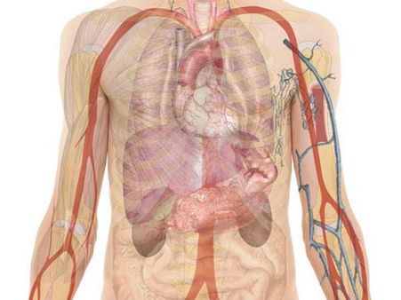 ৪. লিভারের কর্মক্ষমতা বাড়ায়: