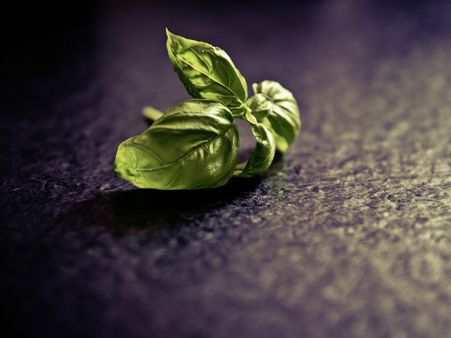 ২. তুলসি: