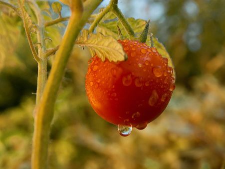 ৫. টবে সব্জি চাষ করুন: