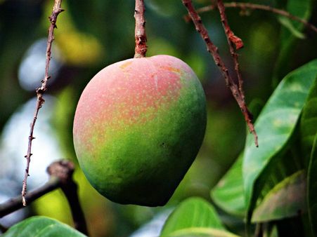 ৭. হজম ক্ষমতার উন্নতি ঘটায়: