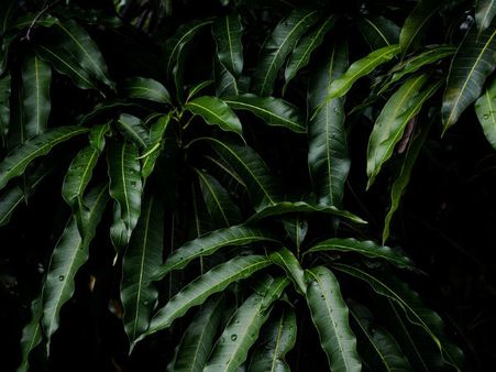 ৫. রেসপিরেটরি প্রবলেম কমাতেও দারুন কাজে আসে: