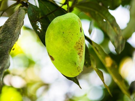 ৪. কিডনি স্টোনের চিকিৎসায় কাজে লাগে: