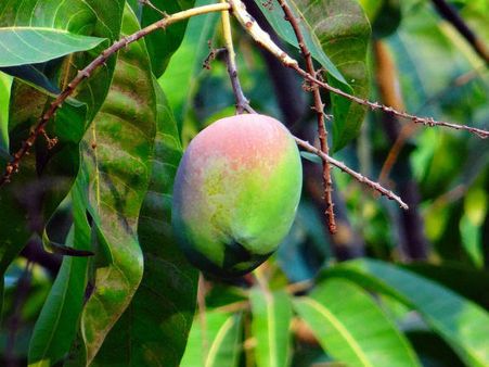 ২. রক্তচাপকে নিয়ন্ত্রণে রাখে:
