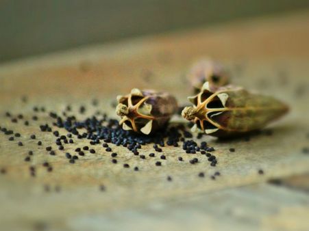 ১. পুষ্টির ঘাটতি দূর করে: