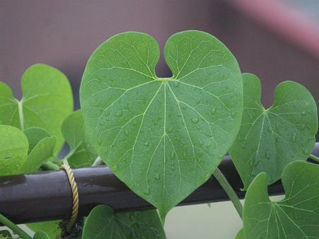 ১. গুলঞ্চ: