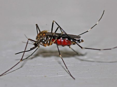 ২. ম্যালেরিয়া রোগকে প্রতিরোধ করে: