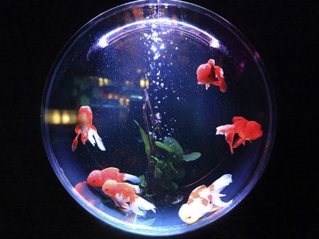 বাড়ির কোথায় অ্যাকোয়ারিয়াম রাখা উচিত: