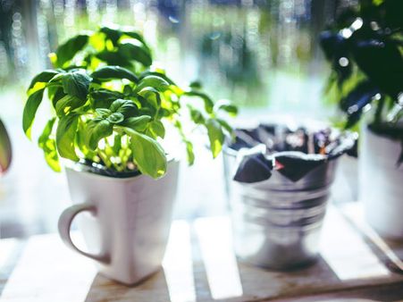 ৭. তুলসি: