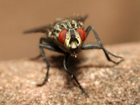 ৪. ক্যামোমাইল: