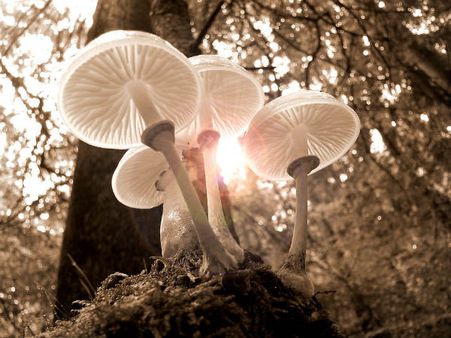 ৩. মাশরুম: