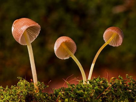 ৪. জিঙ্ক এবং সেলেনিয়াম: