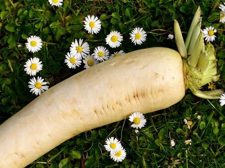 ৭. মুলো: