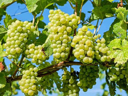 ৫. আঙুরের রস: