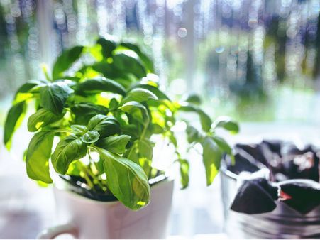 ৪. তুলসি পাতা: