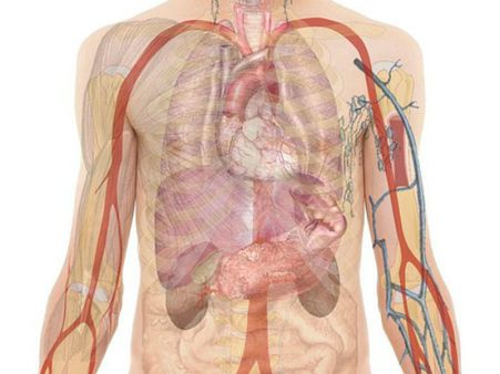 ২. স্টমাকে উপস্থিত ক্ষতিকর পোকাদের মেরে ফেলে: