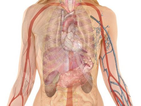 ২. কিডনির কর্মক্ষমতা বাড়ায়: