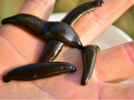 ৬. কানের যন্ত্রণা কমায়: