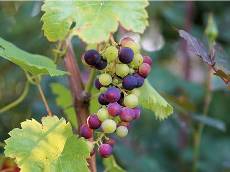 ৬. লাল আঙুর: